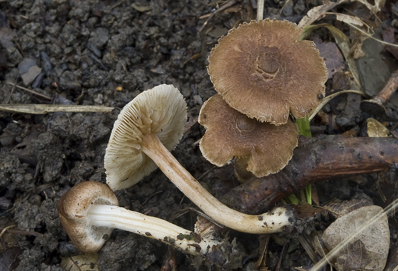 Inocybe flocculosa